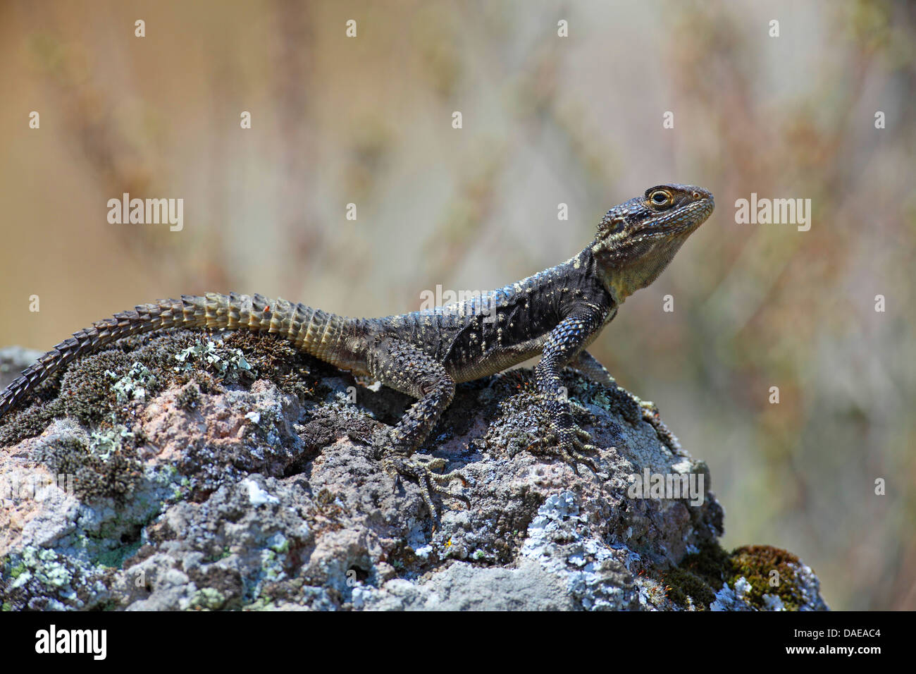 Roughtail rock AGAMA SA, hardun (Agama stellio, Stellio stellio), seduto su di una pietra, Grecia, Lesbo Foto Stock