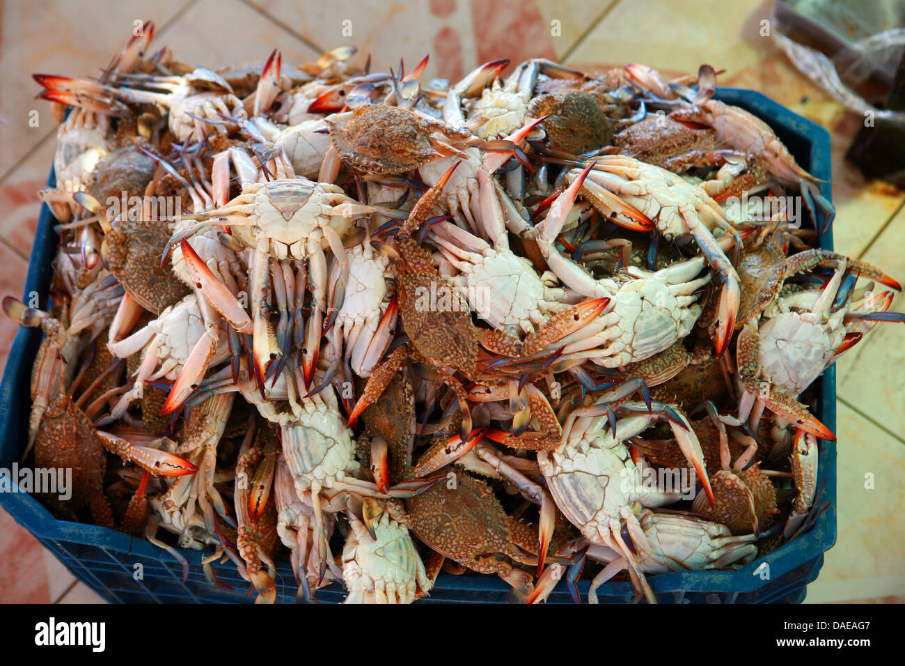 Scatola piena di granchi freschi al mercato del pesce, Egitto, Hurghada Foto Stock