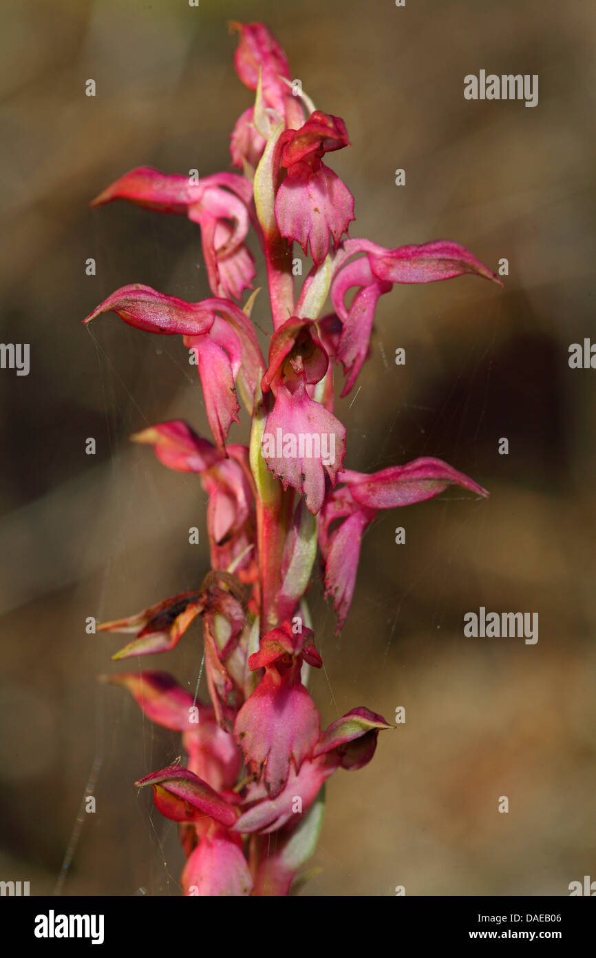 Terra santa orchis (Orchis sancta), fiore, Grecia LESBO Foto Stock