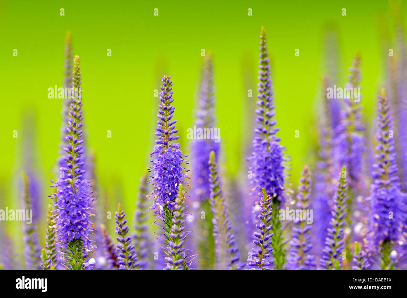 Spiked Speedwell (Pseudolysimachion spicatum, Veronica spicata), fioritura, Germania Foto Stock