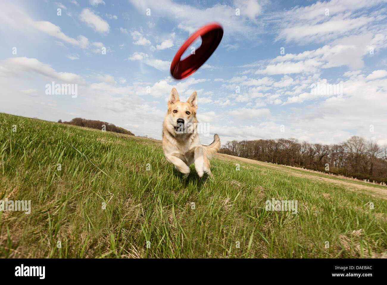 Alsaziano cane che corre attraverso il campo per la cattura di frisbee Foto Stock