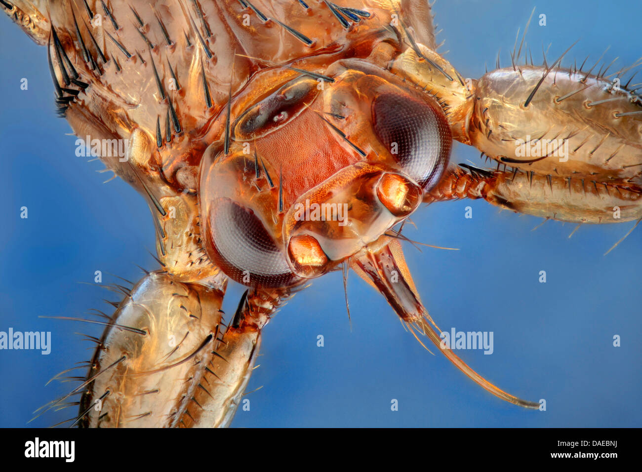 Ked cervi, daini fly (Lipoptena cervi), ritratto da sopra, Germania Foto Stock