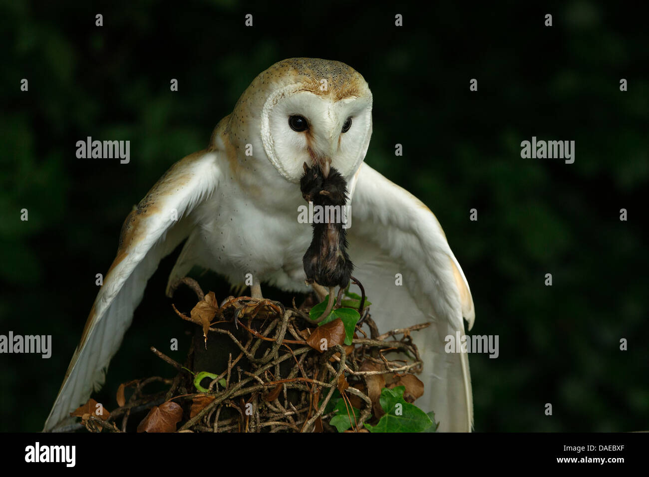 Europeo Barbagianni (Tyto alba) subito dopo lo sbarco con la sua preda (un piccolo roditore) nel suo becco Foto Stock