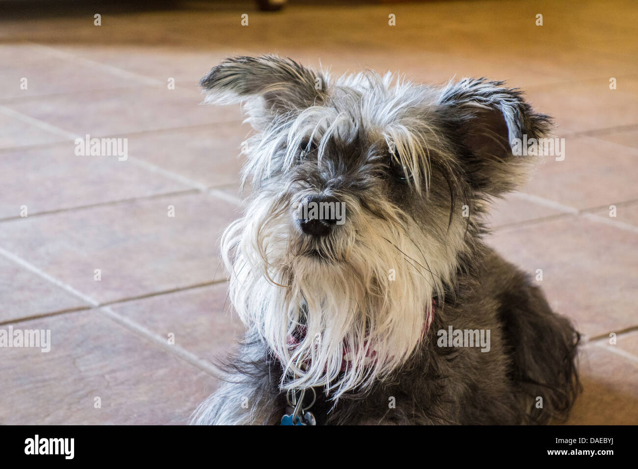 Una miniatura Schnauzer con sganciato orecchie guarda in alto. Colpo alla testa,closeup, Foto Stock