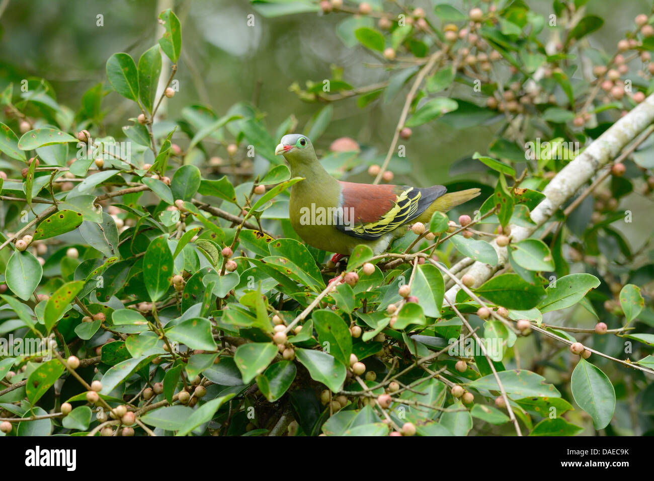 Belli spessi maschio- fatturati pigion nell'albero da frutto Foto Stock