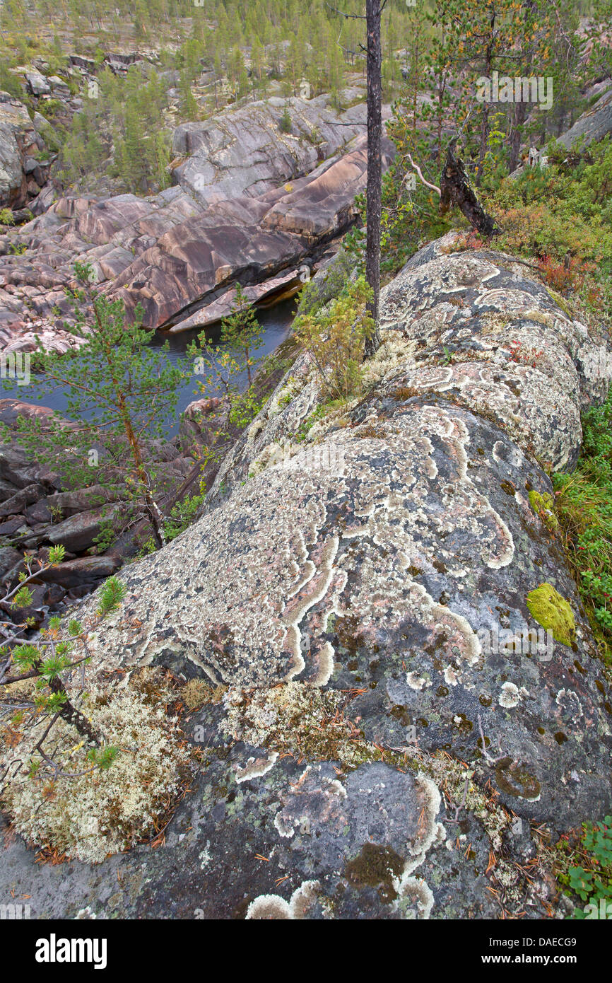 Lichene verde (Clairmont conspersa), su una roccia, Svezia, Lapponia, Muddus NP, Harsprangsfallet Foto Stock