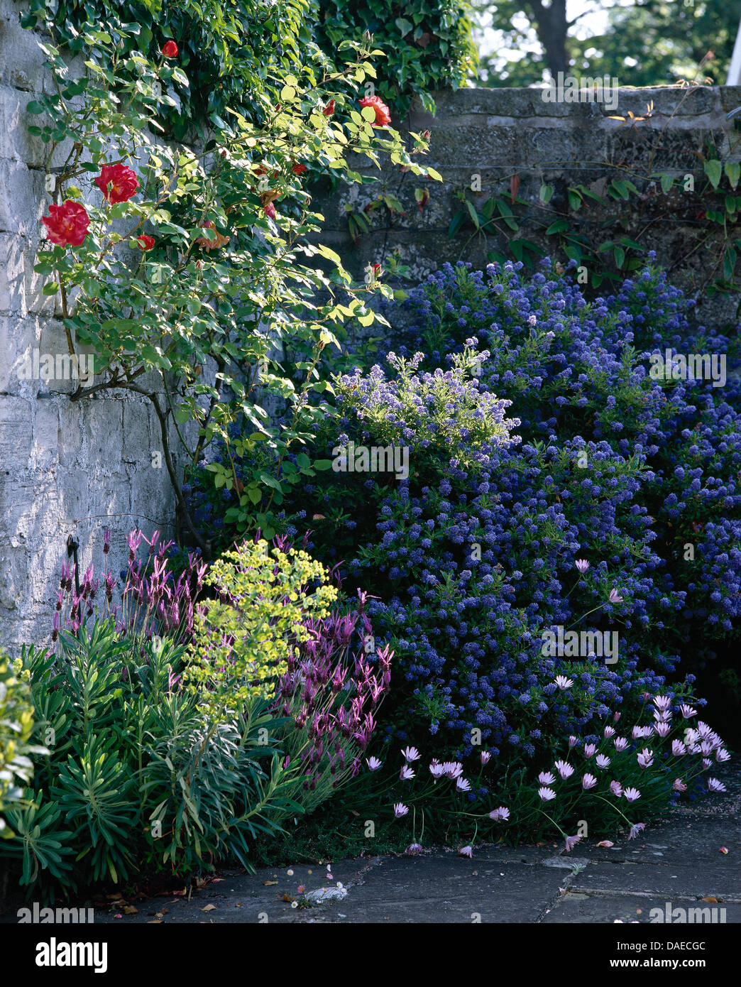 Lavanda 'Stoechas' con ceonothus blu e rosa che cresce in angolo del paese walled garden con red rose rampicanti Foto Stock