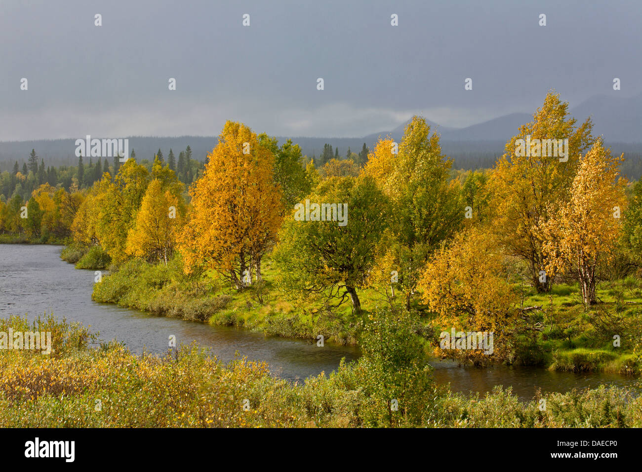 Roverella (betulla Betula pubescens), torrent e roverella betulle in autunno, in Svezia, in Lapponia, Marsfjaellen Naturreservat, Marsfjaellen Naturreservat Foto Stock