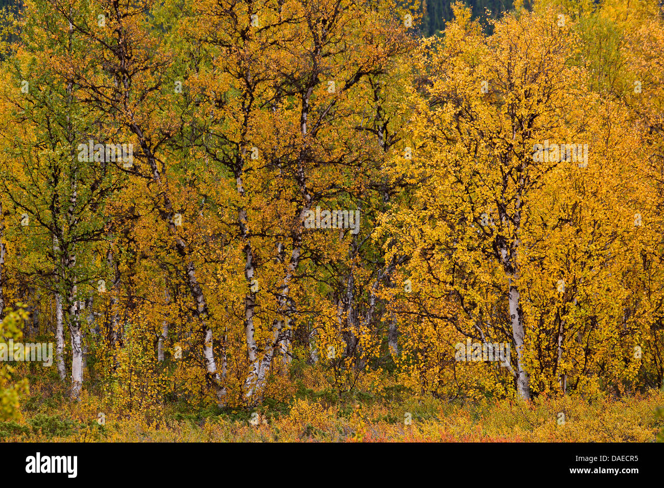 Roverella (betulla Betula pubescens), roverella betulle in autunno , Svezia, Lapponia, Sarek National Park, Norrbottens Laen Foto Stock