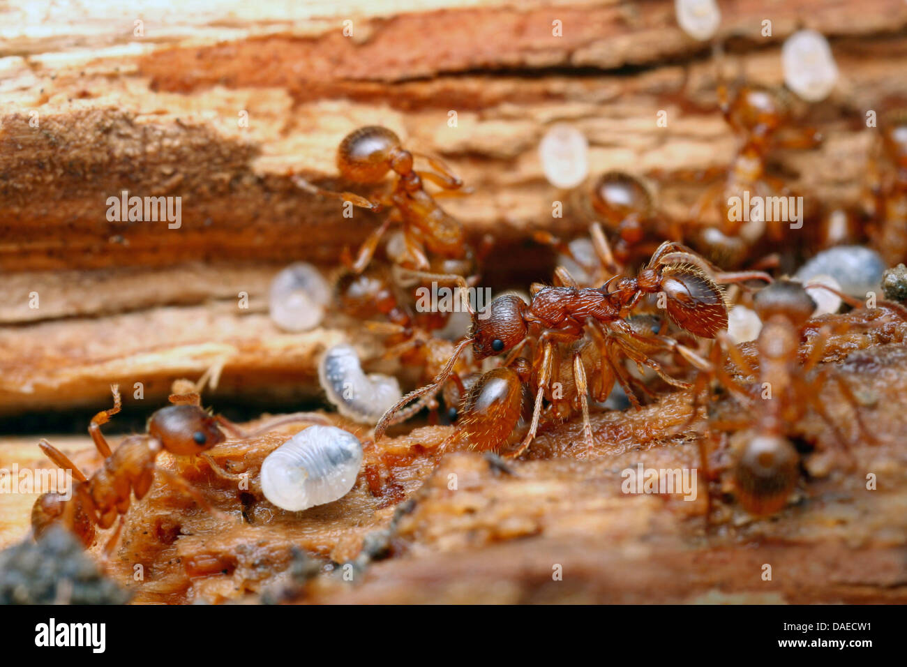 Rosso-marrone (ant Myrmica scabrinodis), nel loro nido con pupas, Germania, Thueringen Foto Stock
