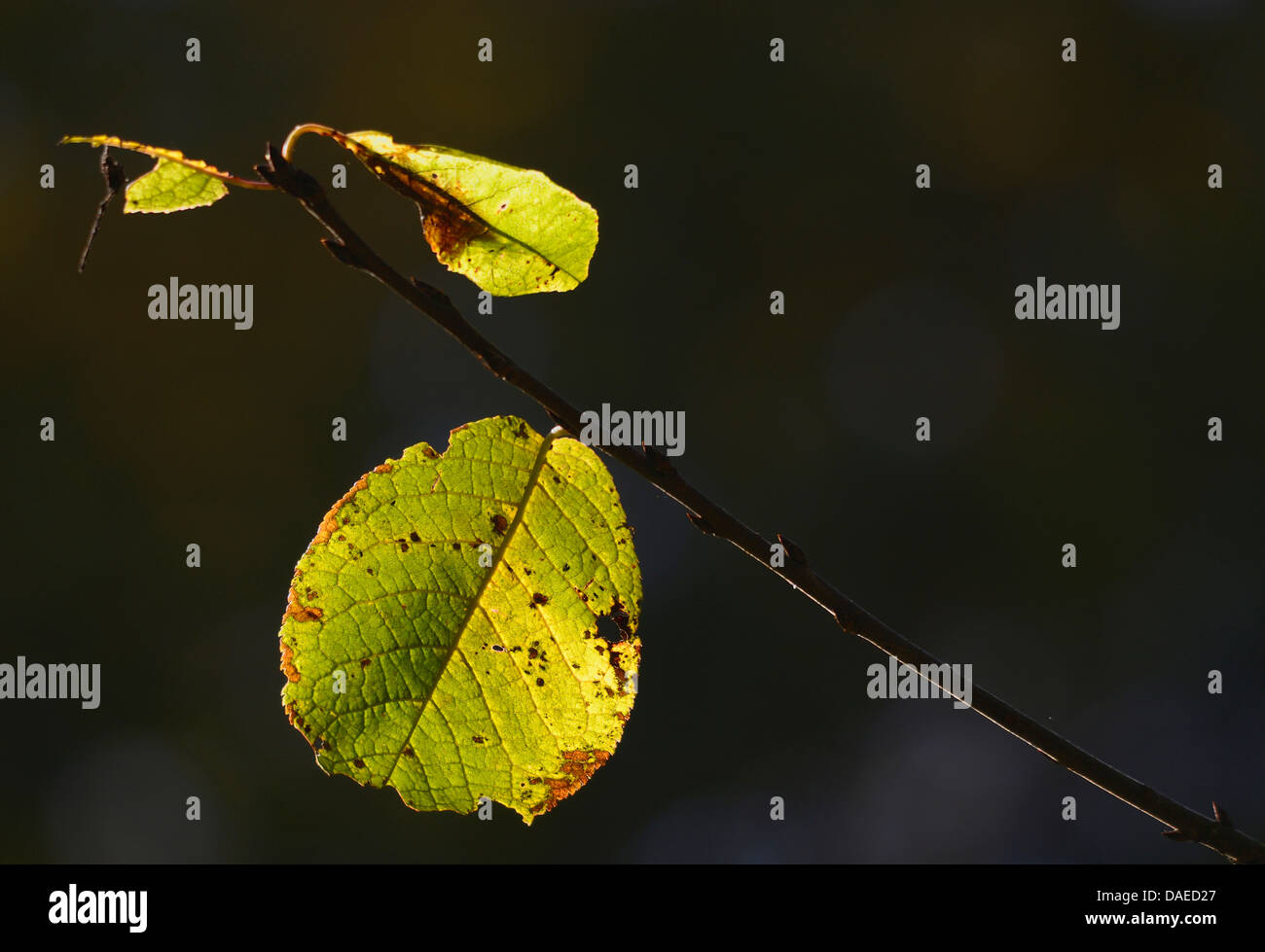 Pussy willow, salicone grande sallow (Salix caprea), la foglia di Autum in controluce, in Germania, in Renania settentrionale-Vestfalia Foto Stock