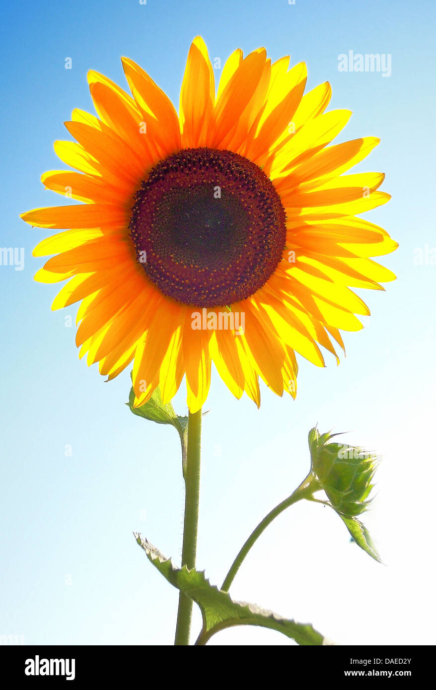 Comune di girasole (Helianthus annuus), infiorescenza in controluce Foto Stock
