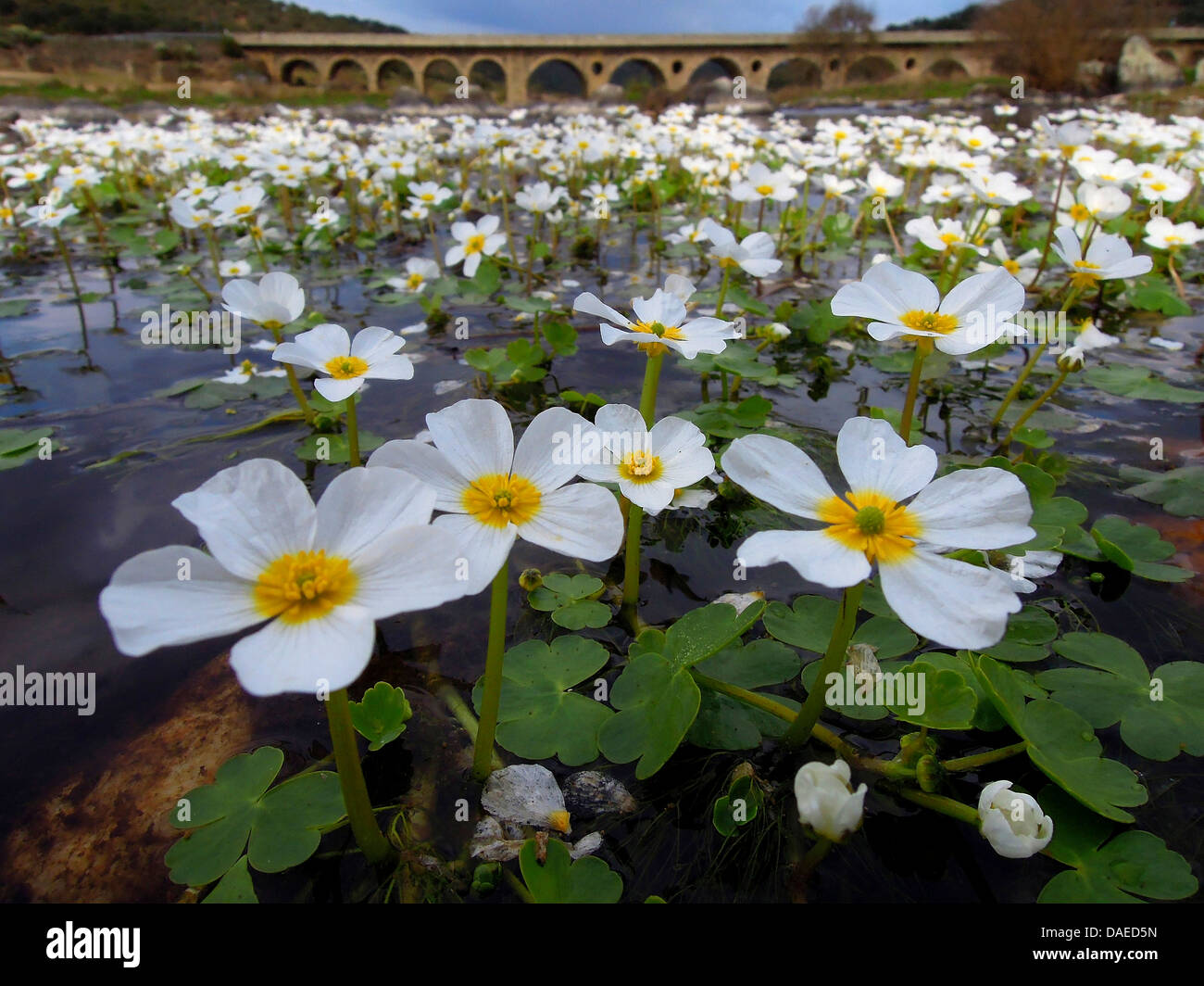 Ranunculus peltatus (Ranunculus peltatus), che fiorisce in Rio Almonte, Spagna Estremadura Foto Stock