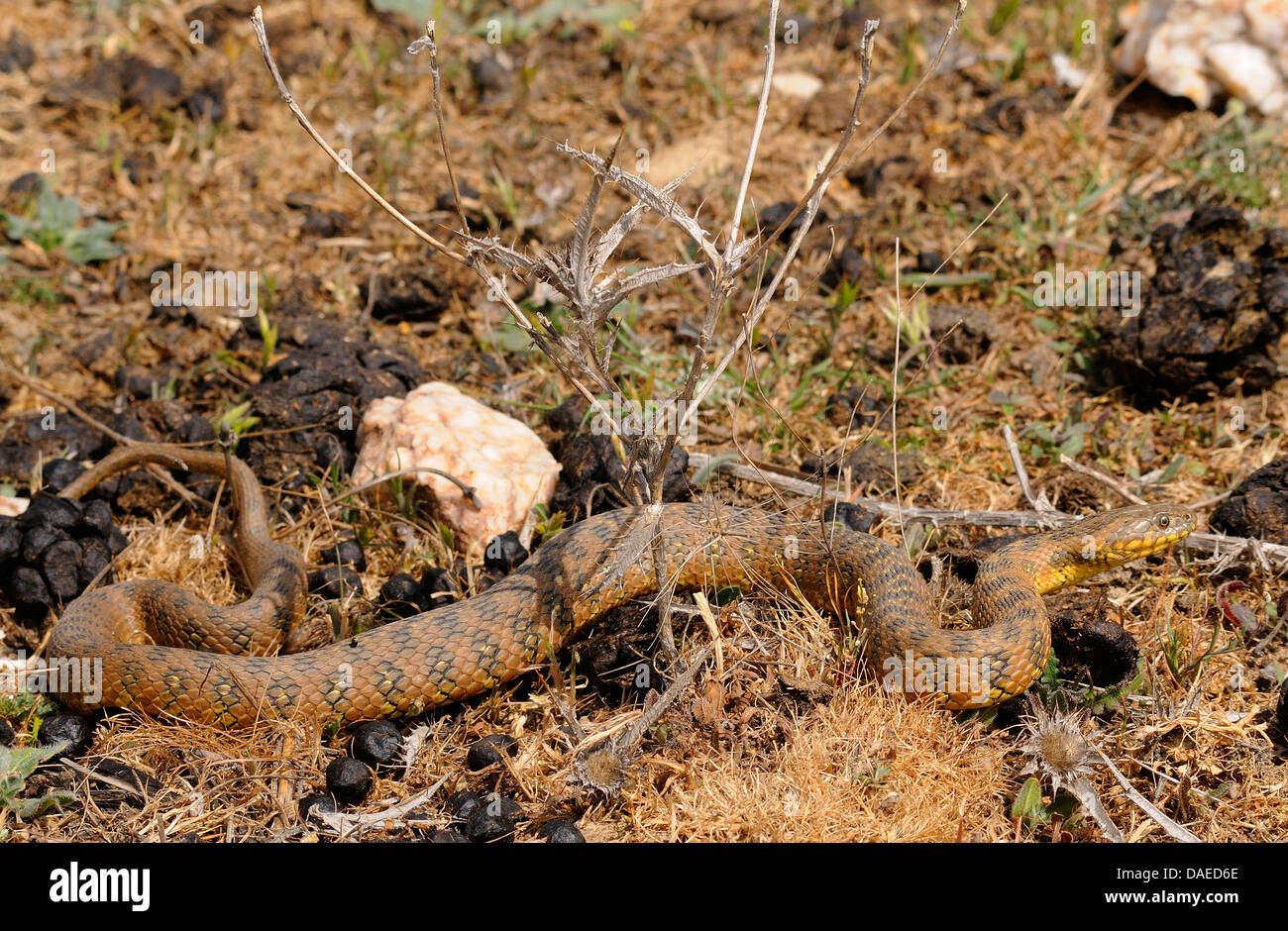 Viperine snake, viperine biscia dal collare (natrix maura), strisciando sul terreno, Spagna Estremadura Foto Stock