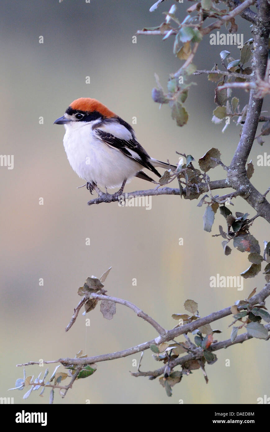 Woodchat shrike (Lanius senator), sittin su una quercia, Spagna Estremadura Foto Stock