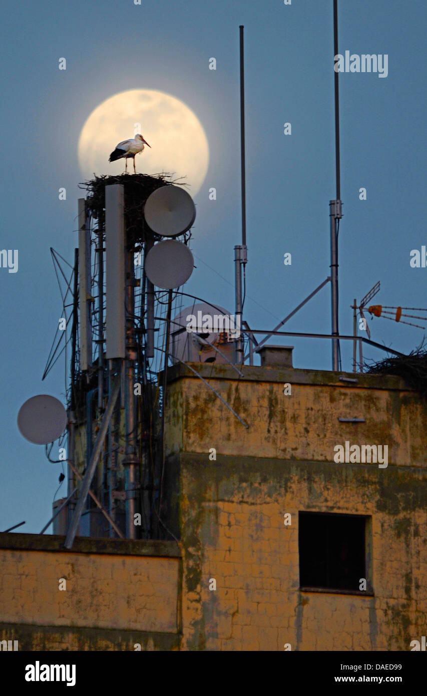 Cicogna bianca (Ciconia ciconia), di fronte alla luna piena sul suo nido su una garner con satellite dishs , Spagna Estremadura, Torrejon El Rubio Foto Stock