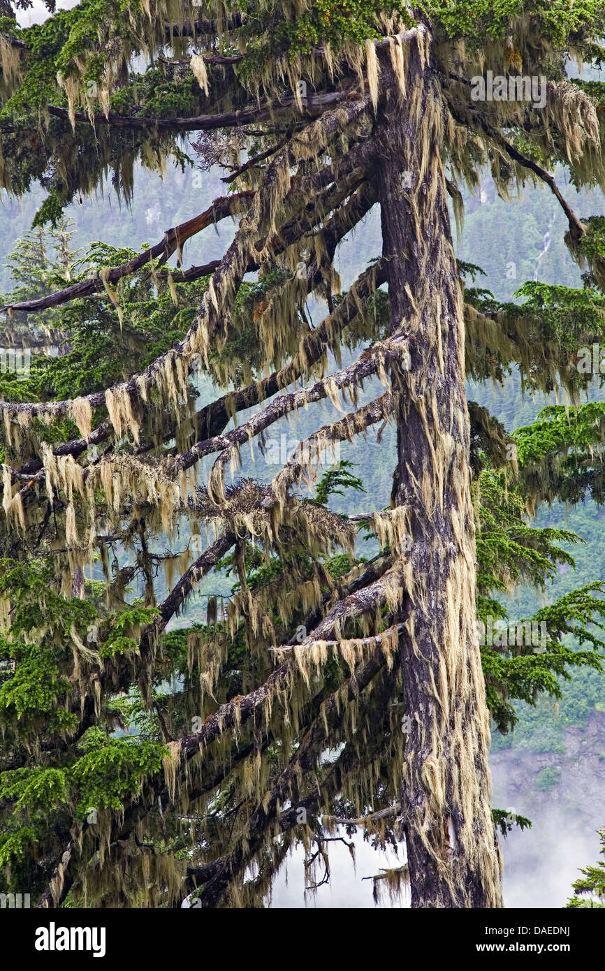 Montagna (hemlock Tsuga mertensiana), con i crini Lichen, Bryoria capillaris, Canada, British Columbia, Tongass National Forest, Misty Fjords National Monument Foto Stock