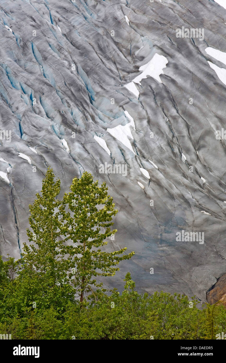 American aspen, vacilla aspen, tremante aspen (Populus tremuloides), Ghiacciaio di salmone con tremore Asp, Canada, British Columbia, Misty Fjords National Monument Foto Stock