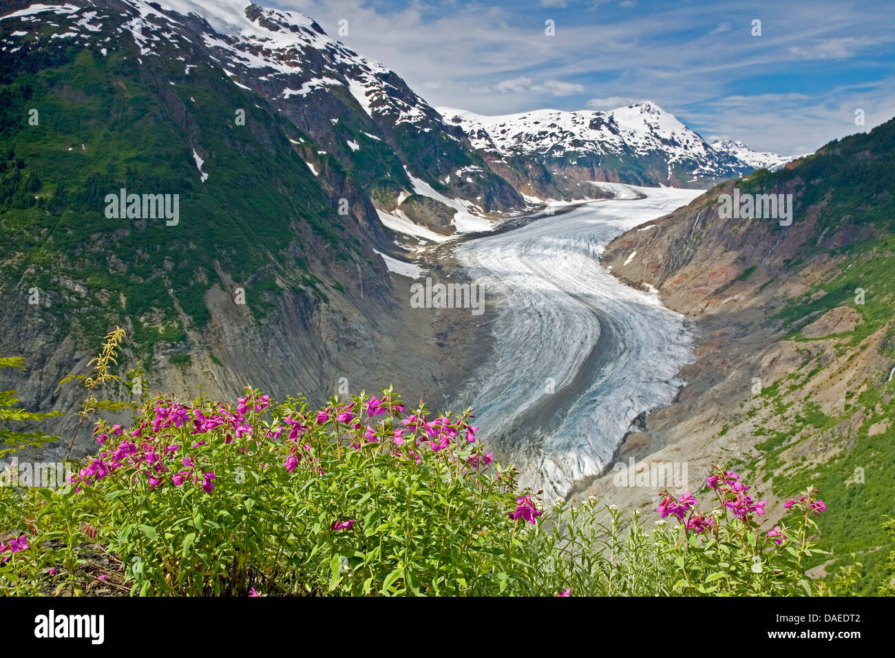 Di latifoglie willow-erba, salice rosso-erba, fiume bellezza (Epilobium latifolium), fioritura al ghiacciaio di salmone, Canada, British Columbia, Tongass National Forest, Misty Fjords National Monument Foto Stock