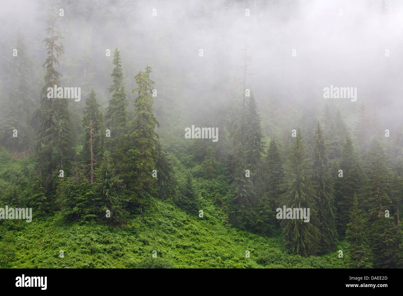 Montagna (hemlock Tsuga mertensiana), aleggiare di nebbia nella foresta di montagna, STATI UNITI D'AMERICA, Alaska, Misty Fjords National Monument Foto Stock