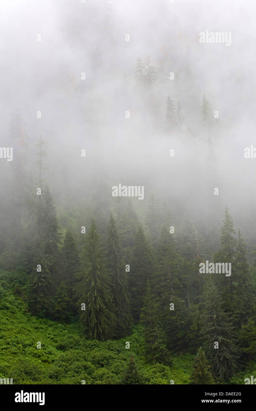 Montagna (hemlock Tsuga mertensiana), aleggiare di nebbia nella foresta di montagna, STATI UNITI D'AMERICA, Alaska, Misty Fjords National Monument Foto Stock