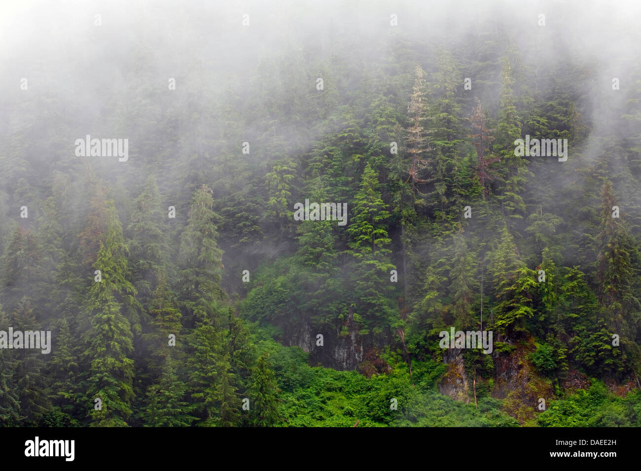 Montagna (hemlock Tsuga mertensiana), aleggiare di nebbia nella foresta di montagna, STATI UNITI D'AMERICA, Alaska, Misty Fjords National Monument Foto Stock