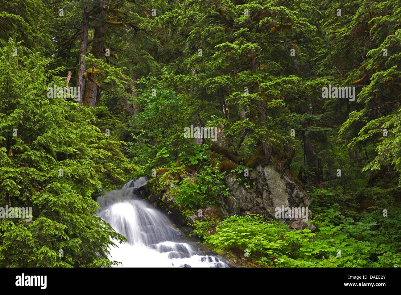 Montagna (hemlock Tsuga mertensiana), cascata nella foresta di montagna , Stati Uniti, Alaska, Tongass National Forest, Misty Fjords National Monument Foto Stock