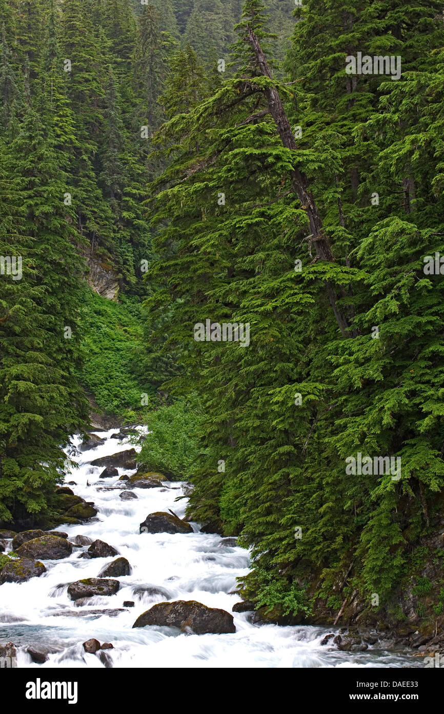 Western la cicuta (Tsuga heterophylla), Pesce Creek , Stati Uniti, Alaska Juneau Foto Stock