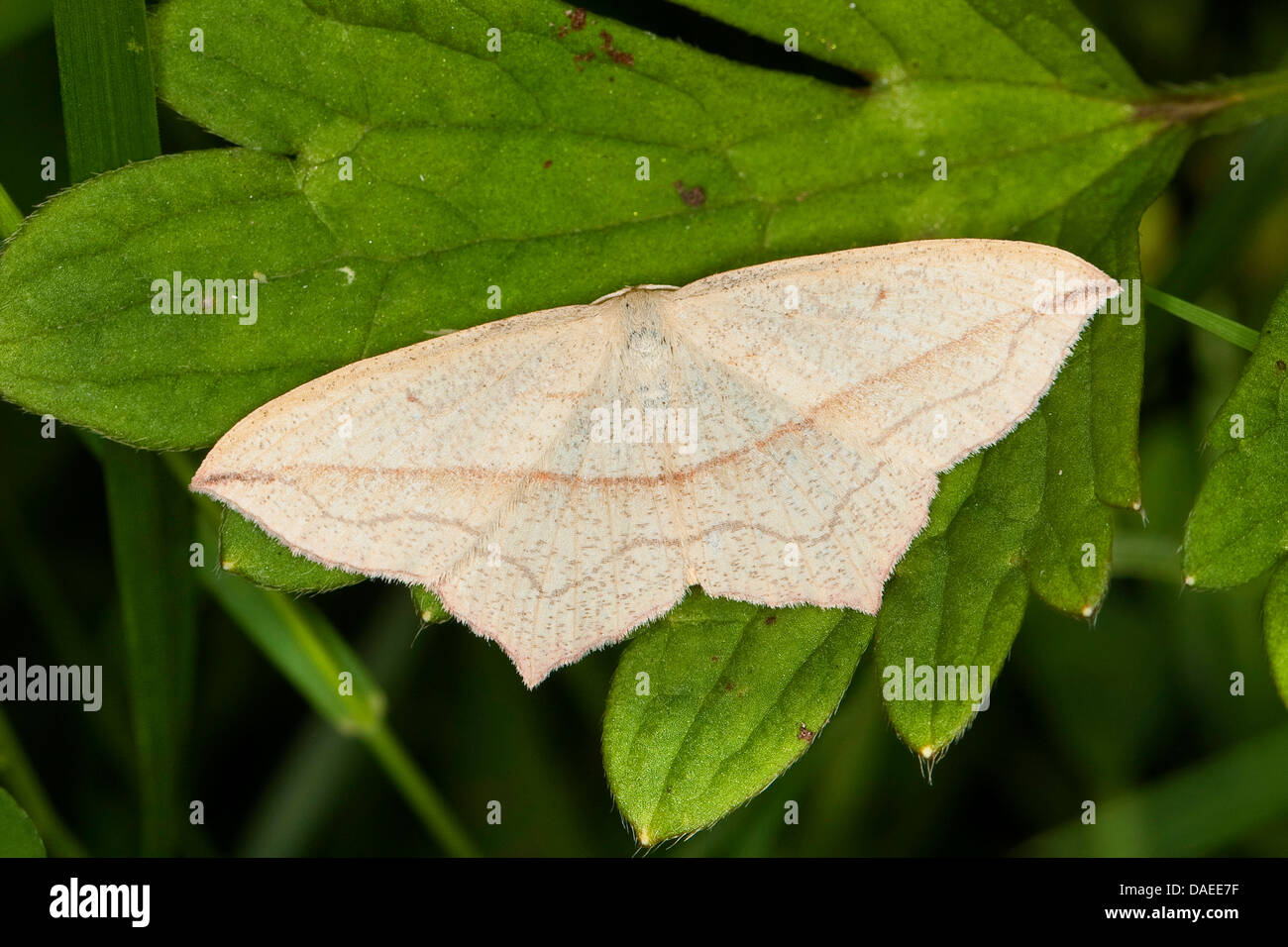 Sangue-Vena vena di sangue (Timandra comae, Calothysanis amata), seduta su una foglia, Germania Foto Stock