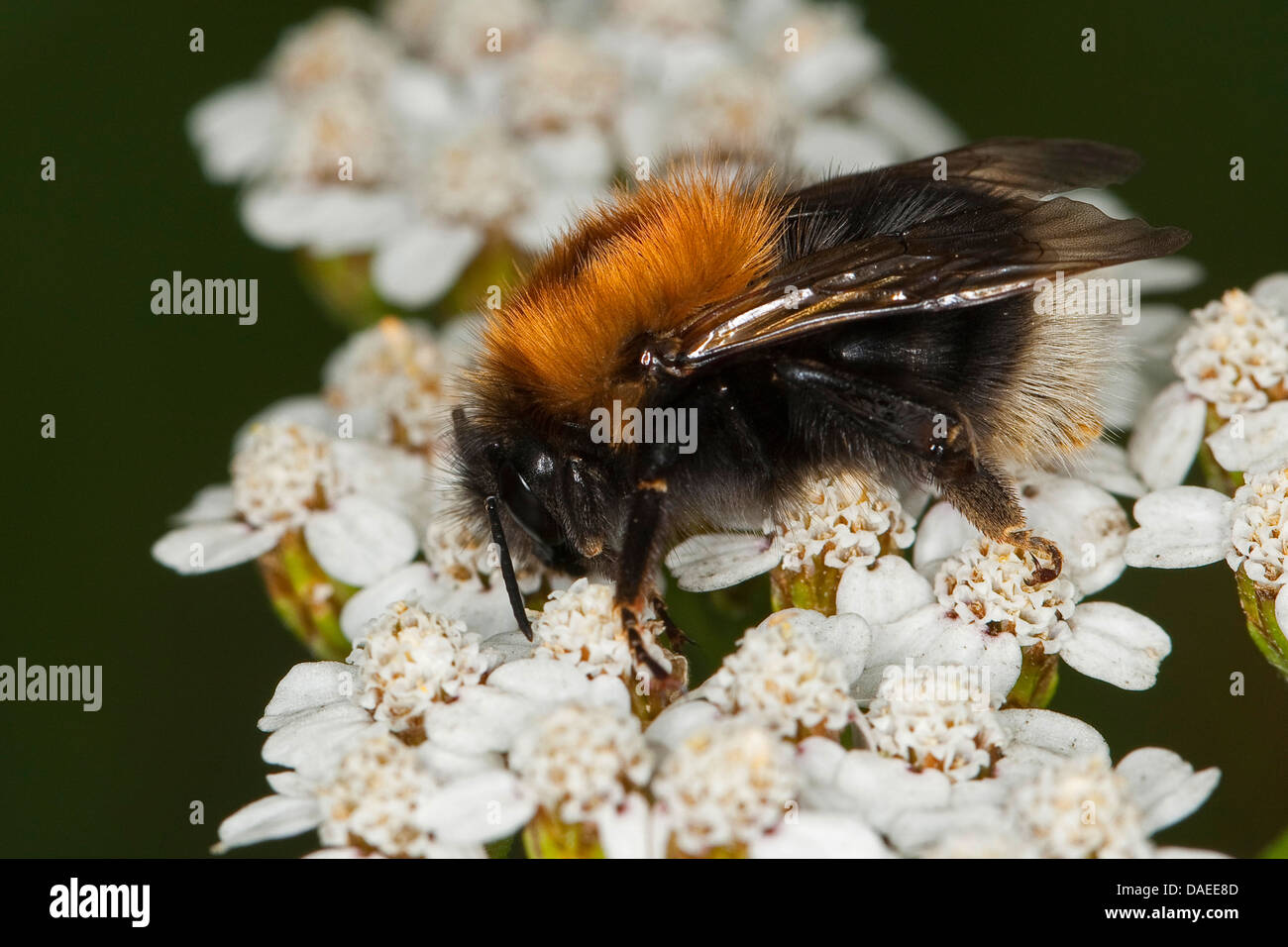 Tree Bumblebee, nuovo giardino Bumblebee (Bombus hypnorum, Psithyrus hypnorum), seduti su achillea, Germania Foto Stock