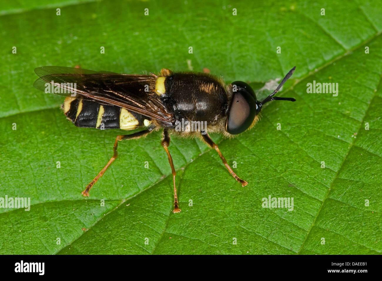 Nastrare soldato generale fly (Stratiomys potamida, Stratiomys splendens), maschile seduto su una foglia, Germania Foto Stock