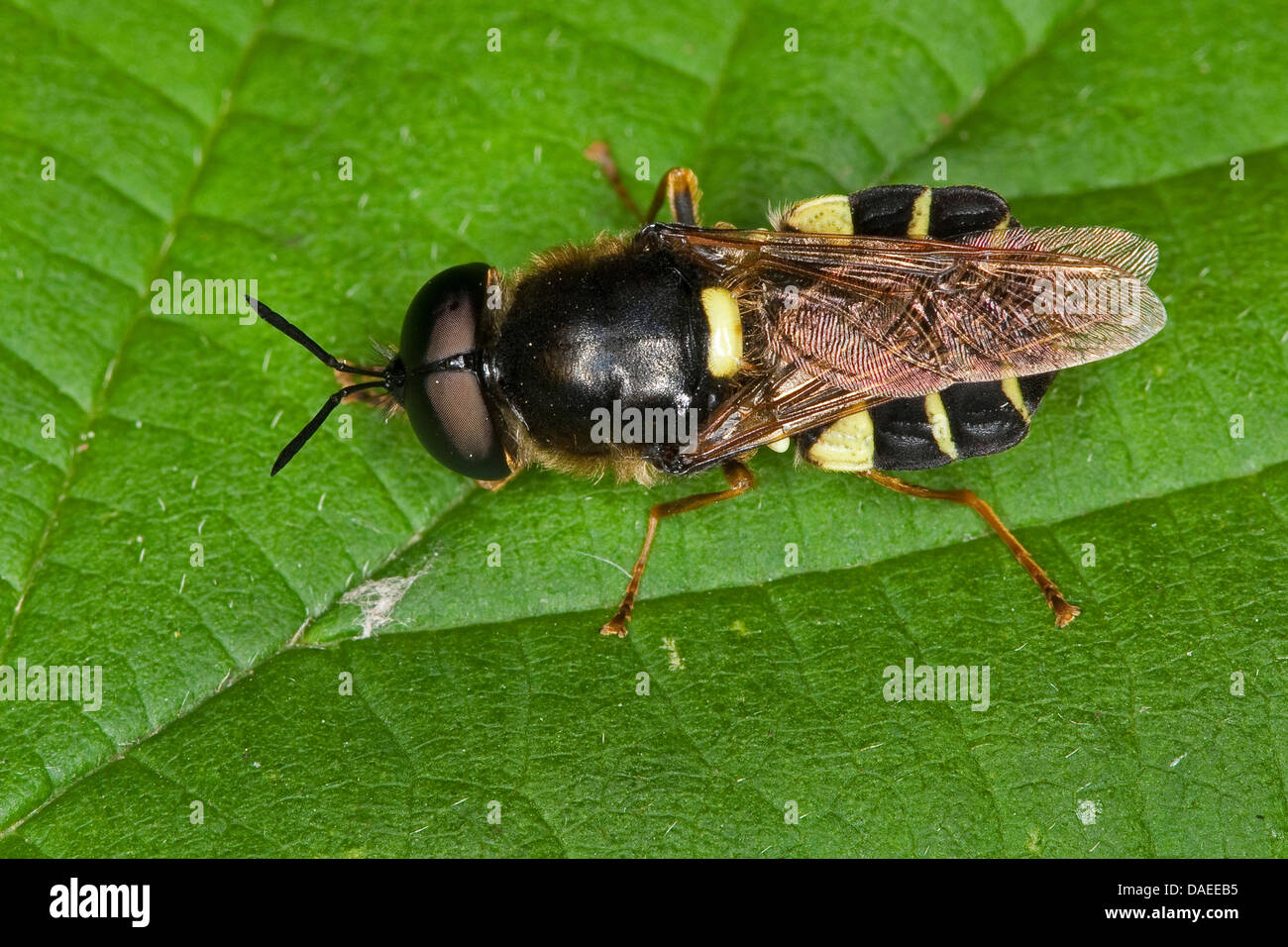 Nastrare soldato generale fly (Stratiomys potamida, Stratiomys splendens), maschile seduto su una foglia, Germania Foto Stock