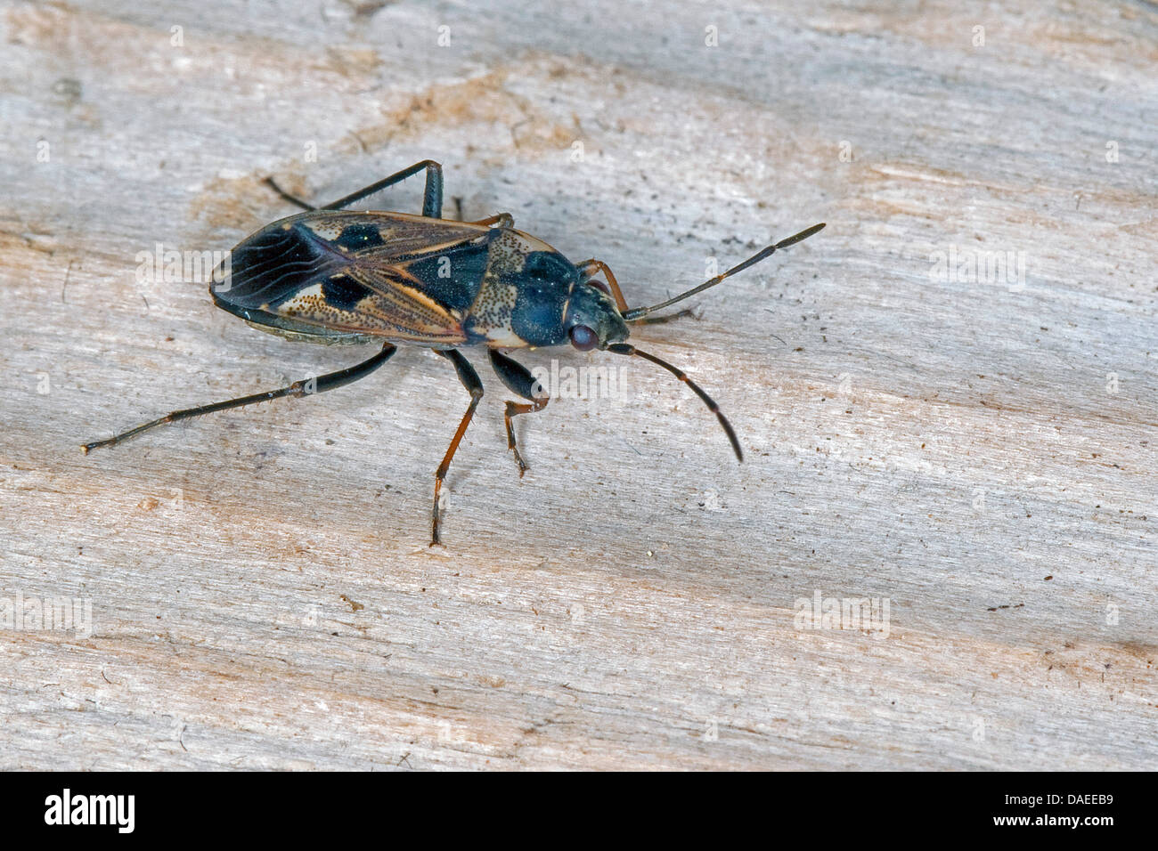 Seme bug (Rhyparochromus vulgaris), seduti su legno, Germania Foto Stock