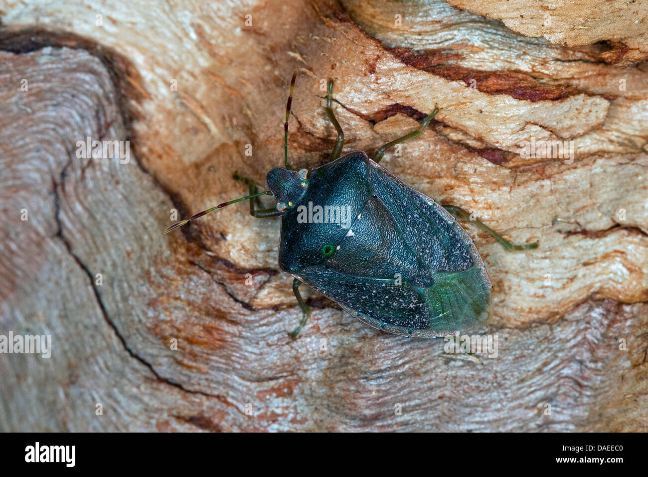 Southern green stink bug, vegetali verdi, bug meridionale Shieldbug verde (Nezara viridula forma torquata, Nezara viridula torquata), seduti su legno Foto Stock