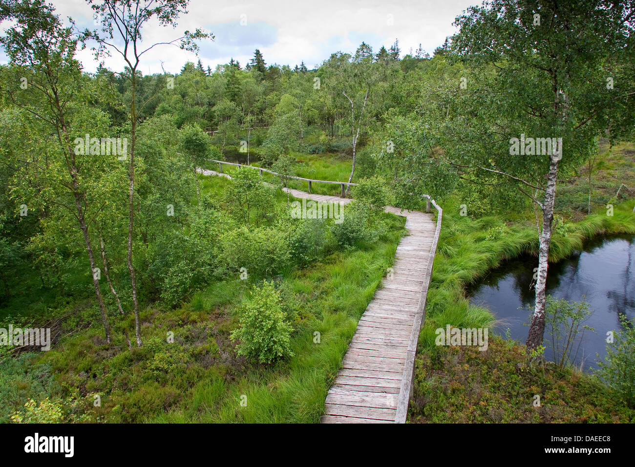 Sollevate bog con planked sentiero, Germania, Bassa Sassonia, Mecklenbruch GFN, Solling Foto Stock