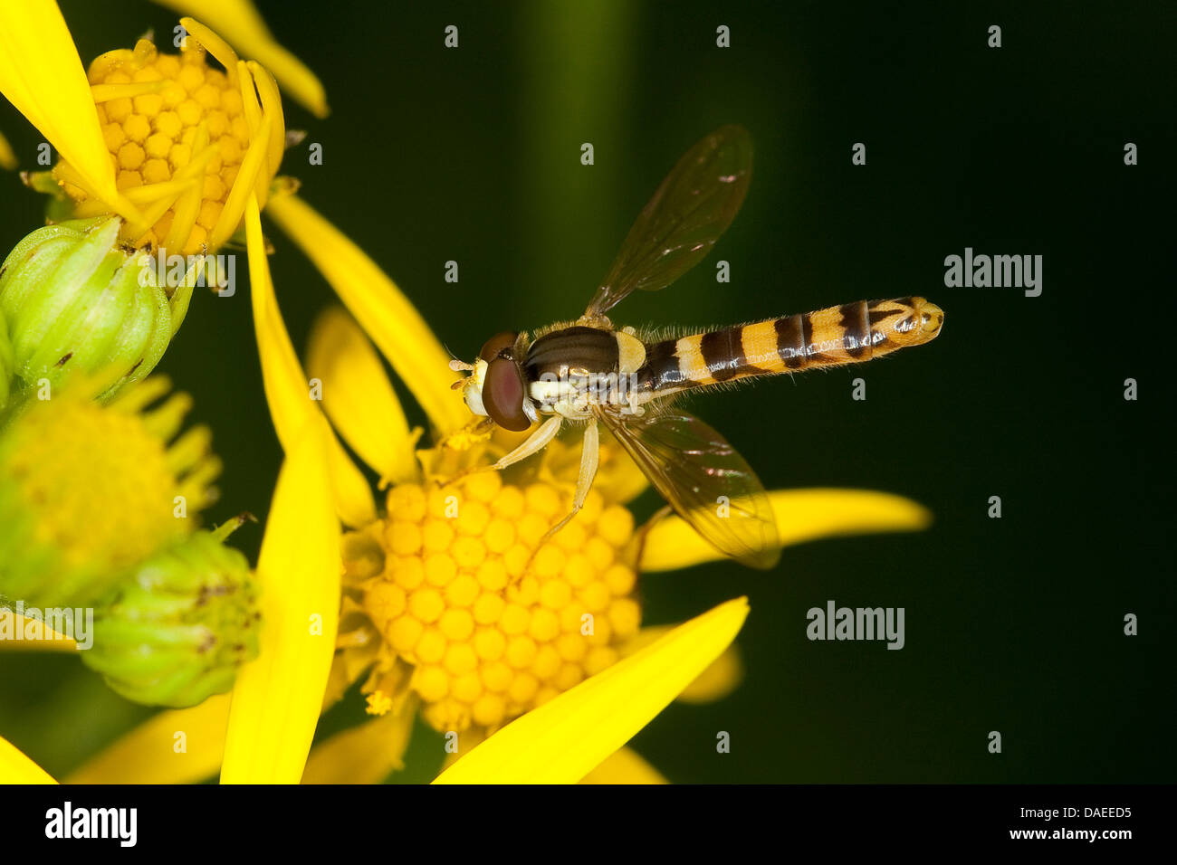 Hoverfly (Sphaerophoria scripta, Sphaerophoria strigata), maschio su un fiore giallo, Germania Foto Stock