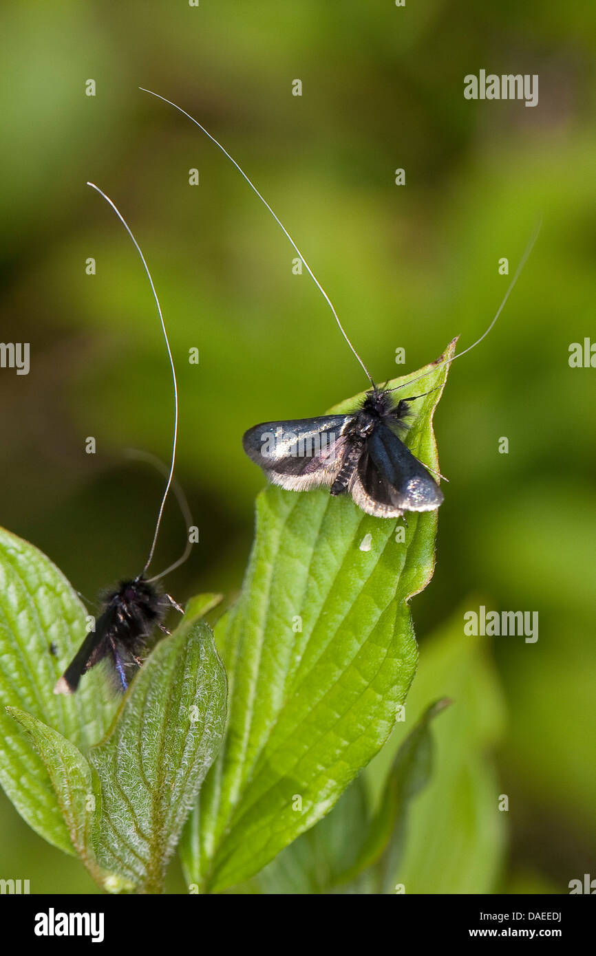 Green Longhorn, Verde a lungo il clacson (Adela reaumurella, Phalaena reaumurella, Phalaena viridella, Adela viridella) maschile su foglie, Germania Foto Stock