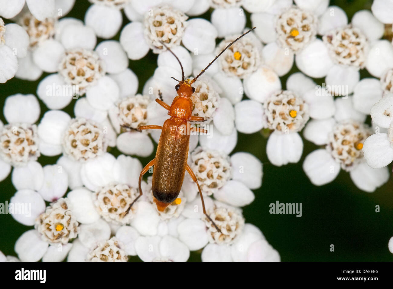 Scarabeo rosso soldato comune scarabeo succhiacchiante di sangue scarabeo bonking hogweed (Rhagonycha fulva), su una yarrow, Germania Foto Stock