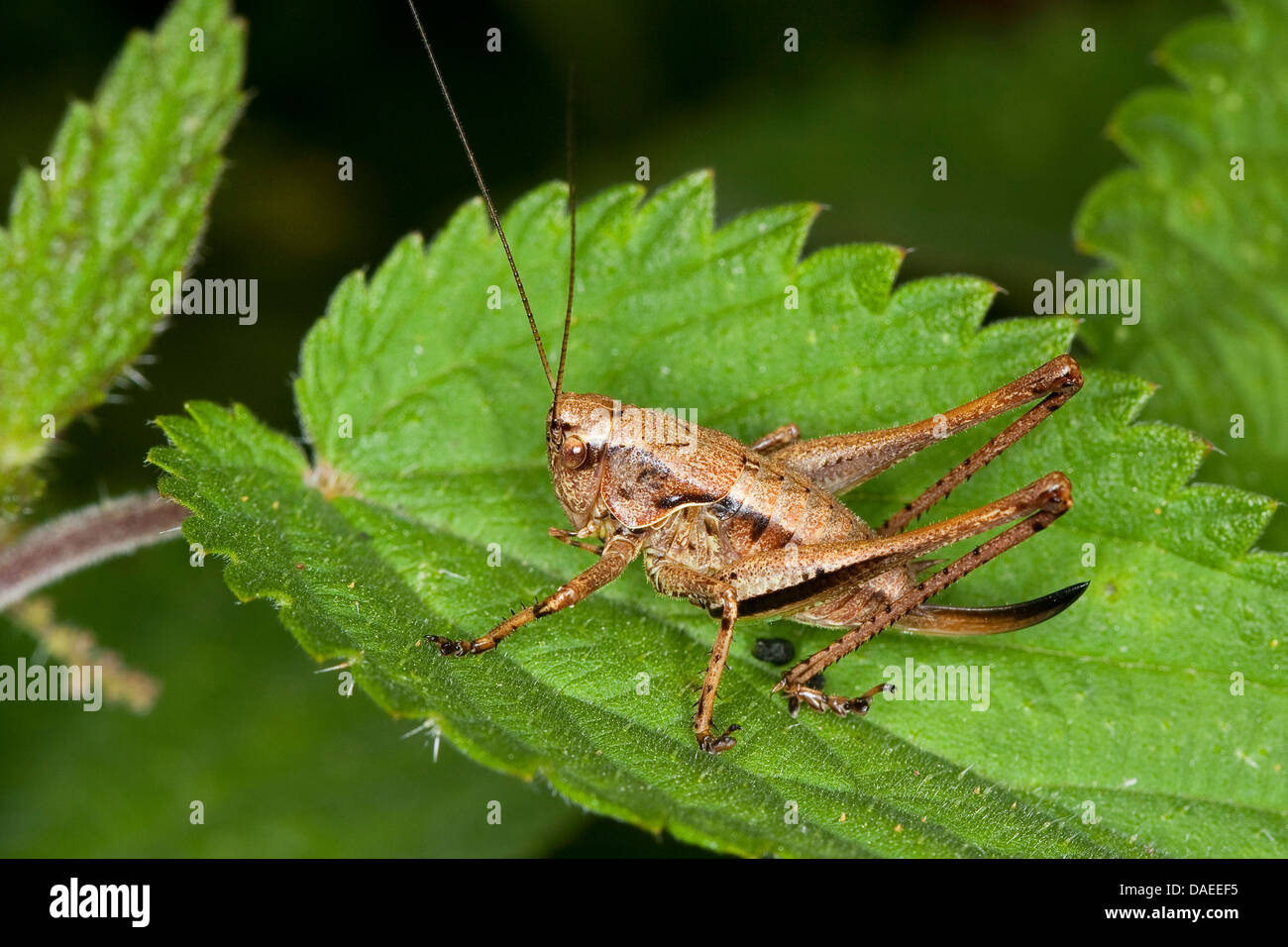 Dark bushcricket (Pholidoptera griseoaptera, Thamnotrizon cinereus), seduta su una foglia, Germania Foto Stock