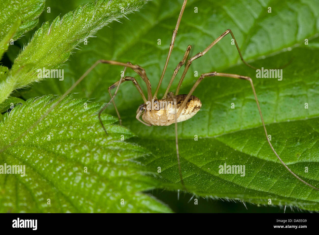 Mountain harvestman (Mitopus morio), seduta su una foglia, Germania Foto Stock