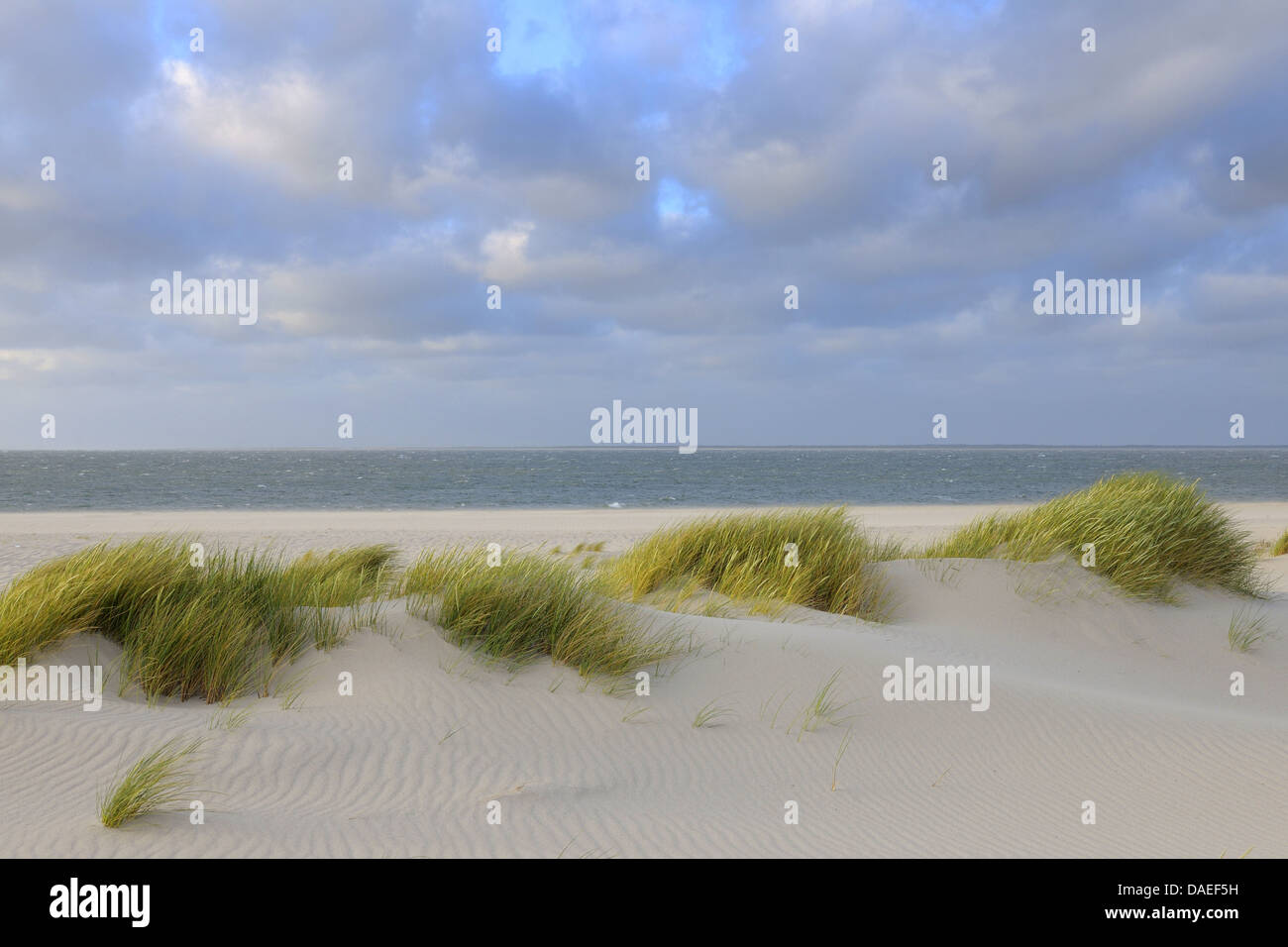 Dune al Mare del Nord, Germania, Schleswig-Holstein, Sylt, Ellenbogen, elenco Foto Stock