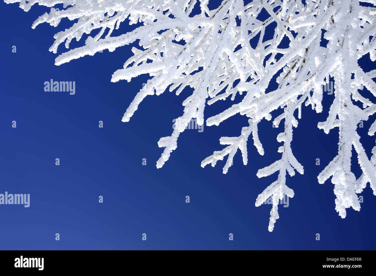 Coperta di neve il ramo contro il cielo blu, Germania Foto Stock