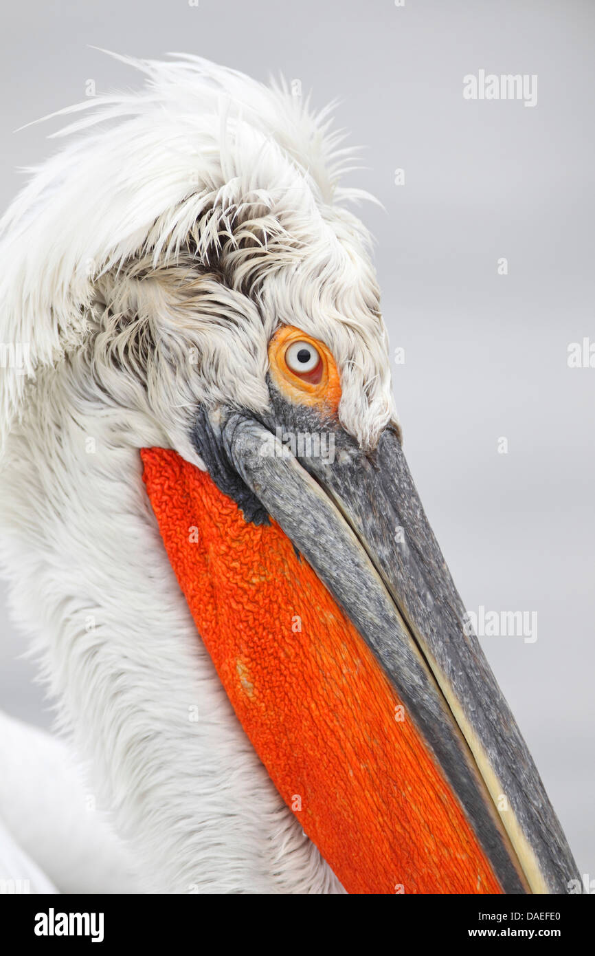 Pellicano dalmata (Pelecanus crispus), allevamento del piumaggio, ritratto della testa, Grecia, Kerkinisee Foto Stock