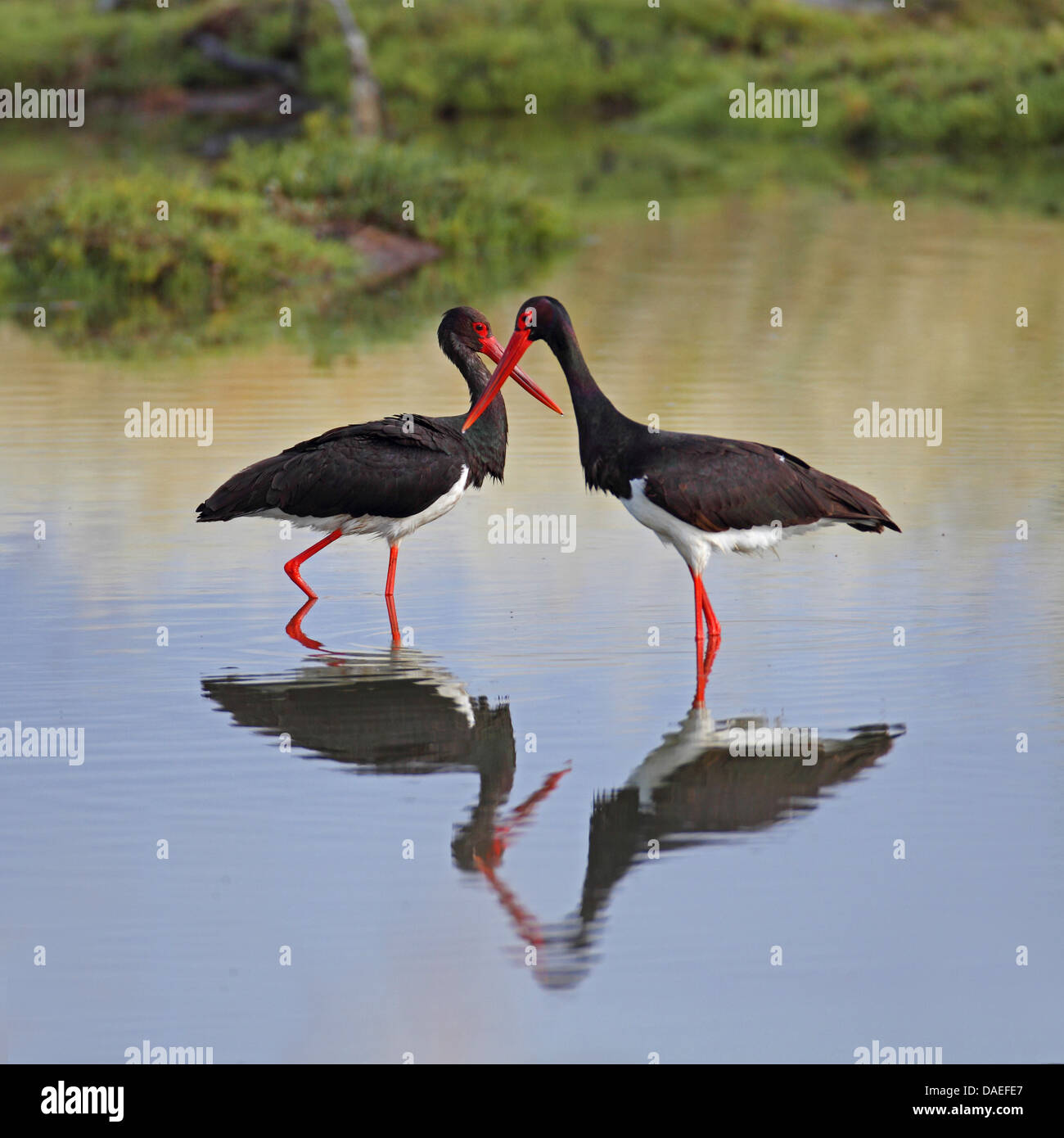 Cicogna Nera (Ciconia nigra), due cicogne in acque poco profonde in piedi, avverso la Grecia, Lesbo Foto Stock