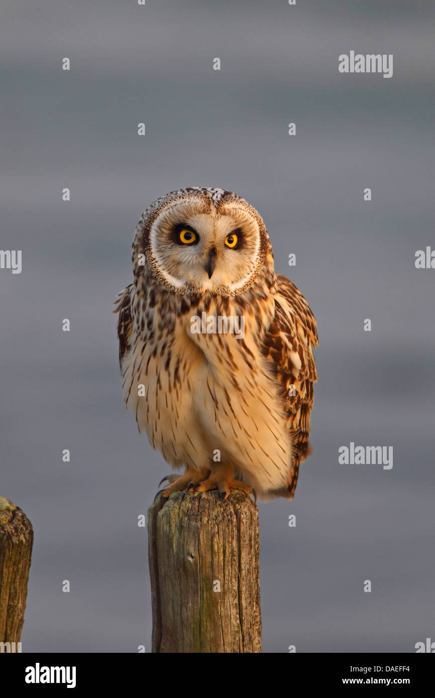 Corto-eared gufo comune (asio flammeus), seduto su un palo, Paesi Bassi Zeeland Foto Stock