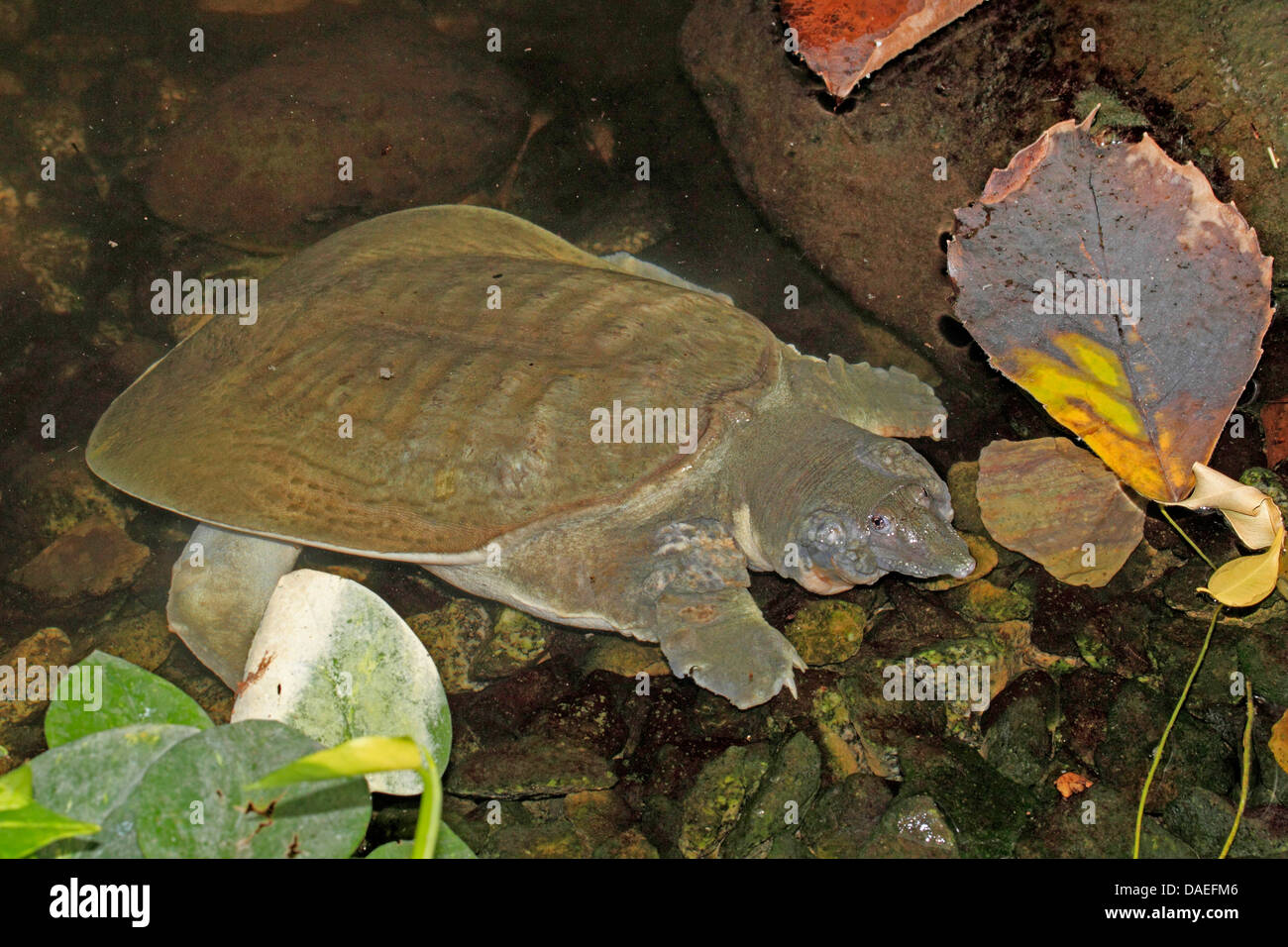 Chinese softshell turtle (Pelodiscus sinensis, Trionyx sinensis), nel suo habitat Foto Stock