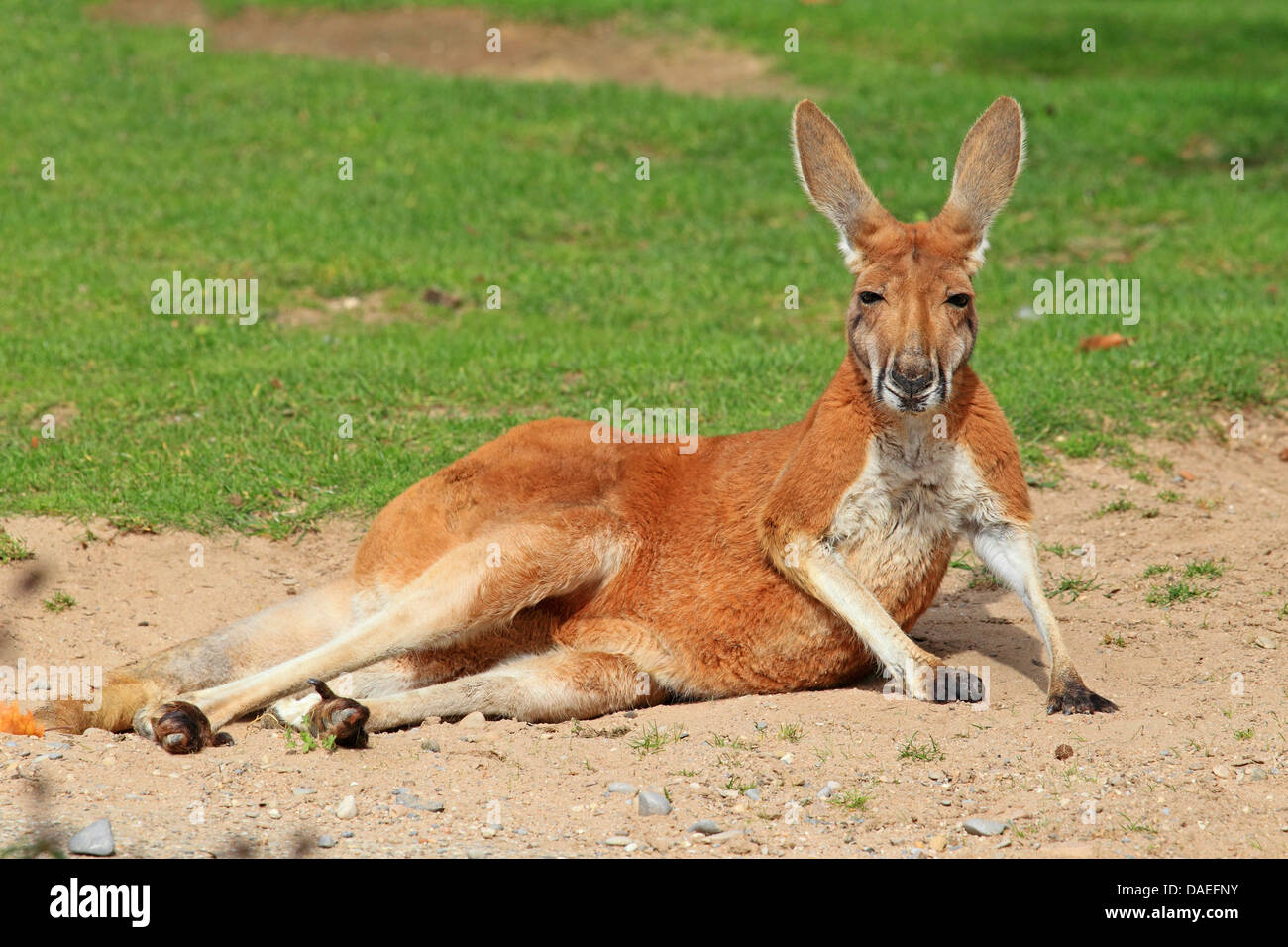 Canguro rosso, pianure Kangaroo, blu flier (Macropus rufus, Megaleia rufa), che giace nella sabbia Foto Stock