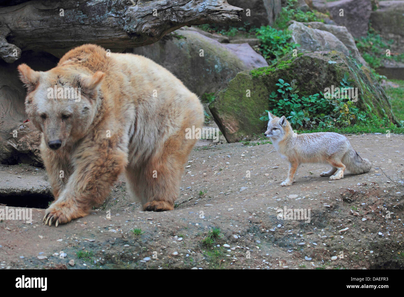 Siro l'orso bruno (Ursus arctos syriacus), con Corsac Fox nel giardino zoologico Foto Stock