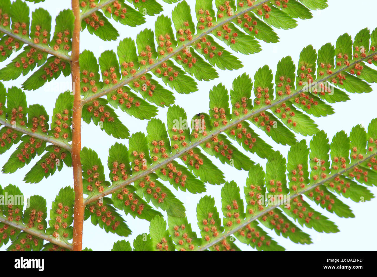 Maschio-fern (Dryopteris filix-mas), la parte inferiore di un foglietto con sori Foto Stock