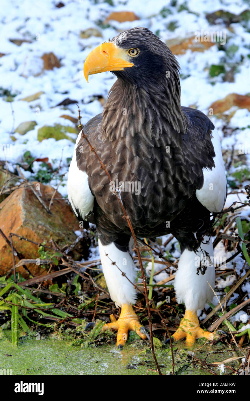 Steller's sea eagle (Haliaeetus pelagicus), in inverno Foto Stock